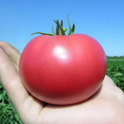 Крупный красный помидор в руке на фоне зелёного поля - РОЗАЛИЗА