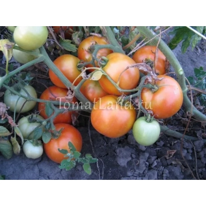 Дозрілі та зелені помідори на кущі з написом TomatLada.ru - РІЗДВЯНИЙ