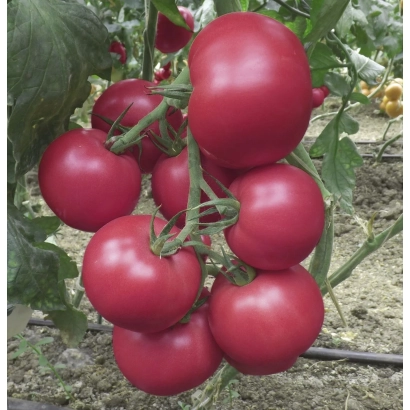 Спелые красные томаты на ветке - РОЗИ ХИТ