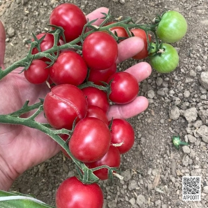 Рука держит гроздь красных и зеленых томатов на ветке - РОЗНАРИ