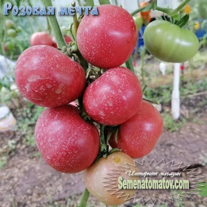 Red tomatoes of the variety Dreaming Rose on a vine