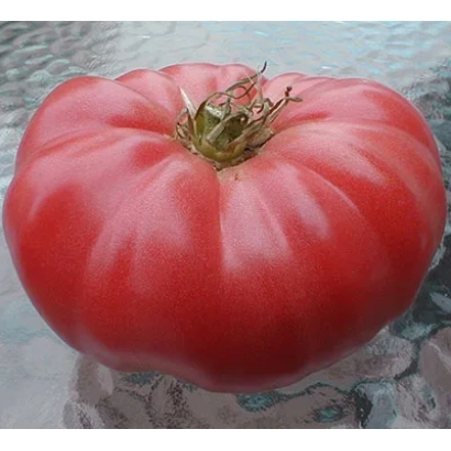 Крупный красный помидор на светлом фоне - РОЗОВЫЙ БЫК