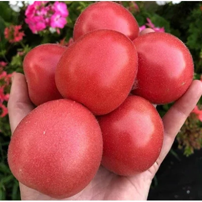 Рука держит несколько красных помидоров на фоне розовых цветов - РОЗОВЫЙ ЩЕРБЕТ