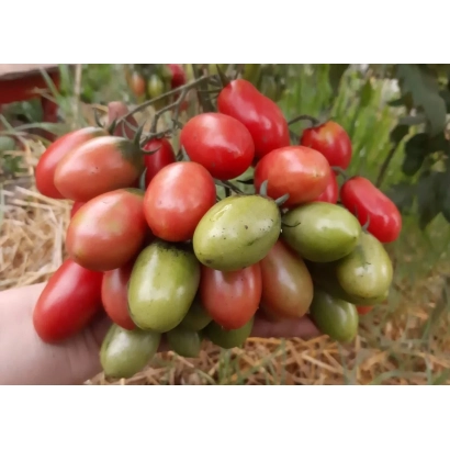 Свежие помидоры сорта Розовый снег на ветке