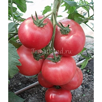 Красные томаты на кусте с надписью Tomatland.ru - РОЗОВЫЙ СУВЕНИР