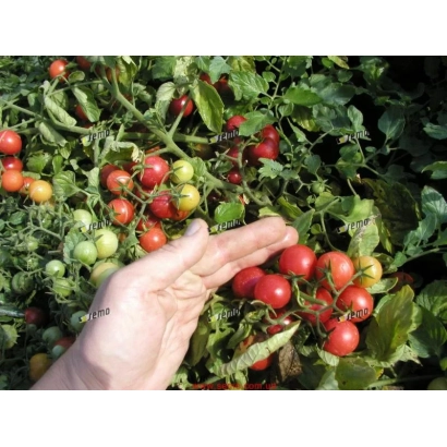 Кисть красных и зеленых томатов на ветке с рукой рядом - РУБИНЕК