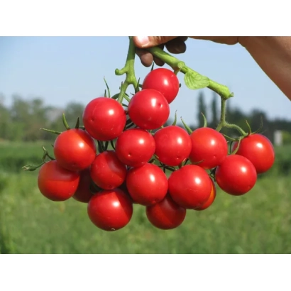 Fresh red Rufus F1 tomatoes on vine against field background