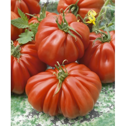 Спелые красные томаты сорта Ругантино на зелёном фоне