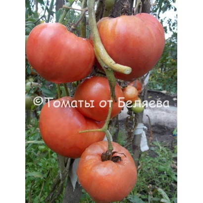 Крупные красные томаты на ветке с надписью «Томаты от Беляева» - РУССКАЯ ДУША