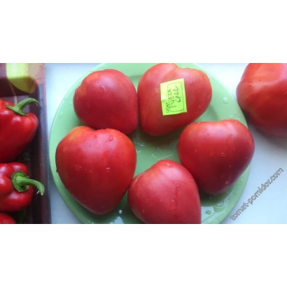 Красные томаты на зелёной подложке с жёлтым ценником - РУССКАЯ КРАСАВИЦА