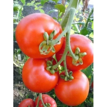красные помидоры на ветке - Русский стиль F1