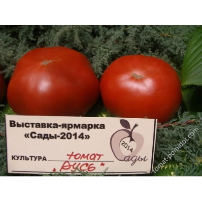 Two red tomatoes of the Rys variety on a green background with an exhibition label from 'Gardens-2014'