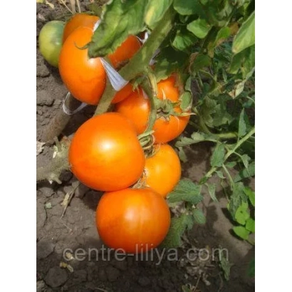 Tomatoes variety RYZHIK on vine