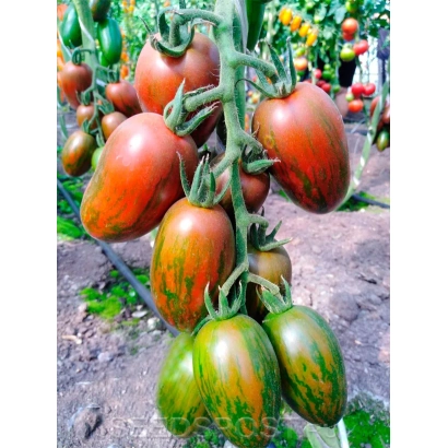 Спелые и незрелые плоды томата сорта Сабина на кусте