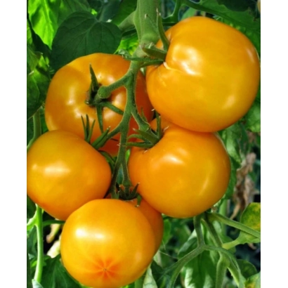 Спелые оранжевые томаты на ветке - Садко