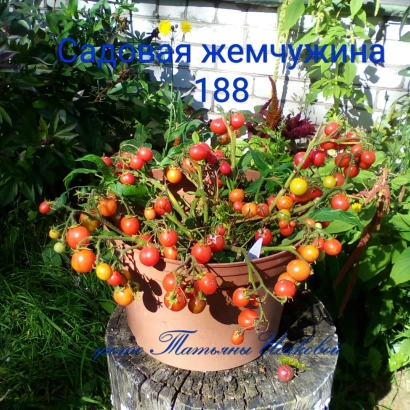 Томат Садовая жемчужина на растении в горшке