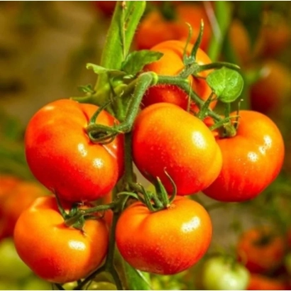 Fresh red tomatoes on vine - Safari