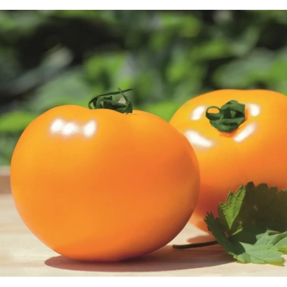 Два помаранчеві помідори на дерев'яній поверхні з зеленими листям на фоні - Цукор