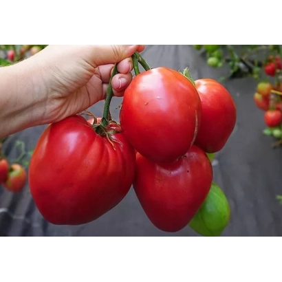 Fresh red tomatoes on a vine, held in hand, with a row of tomato plants in the background. - SUGAR GARLAND