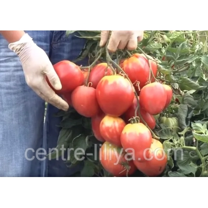 Clusters of red tomatoes on the vine, hands in gloves holding the harvest, green foliage in background, text centre-liliya.com at bottom - SUGAR NAStASIA