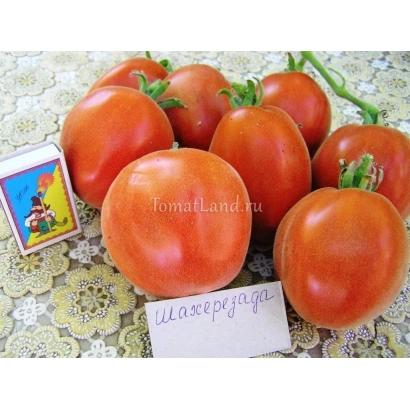 Красные томаты Шахерезада на белой ткани с этикеткой