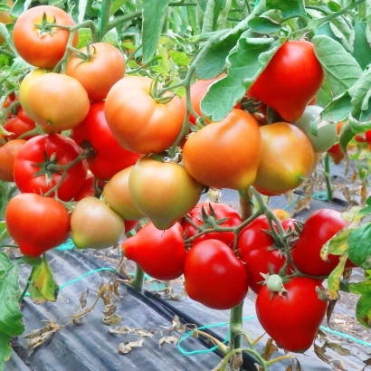 Спелые и незрелые томаты на кусте - Саймон