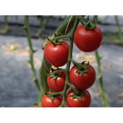 Спелые красные томаты сорта Сакура F1 на ветке