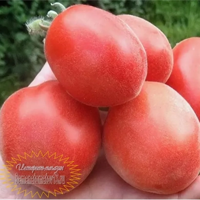 Large red tomatoes of the variety ШАЛЕЗА | SCHALEZA held in hand