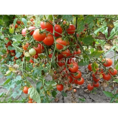 Кущ томатів з червоними та зеленими плодами на фоні землі - ШАЛУН