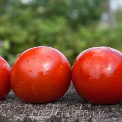 Томаты сорта Саманта на фоне зелени