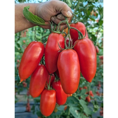 Fresh red tomatoes of the SAMBEK variety on a vine, held by a hand.