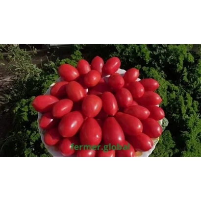 Красные помидоры сорта Саммит на фоне зелени