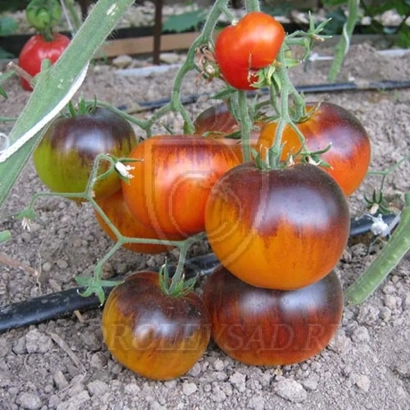 Томаты сорта САМОЦВЕТ на кусте