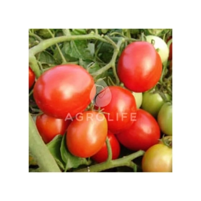 Красные и зеленые помидоры на ветвях с логотипом AGROLIFE - Самсон