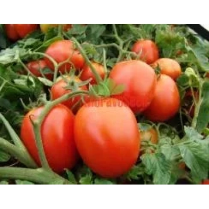 Спелые красные томаты на ветвях - Самсон