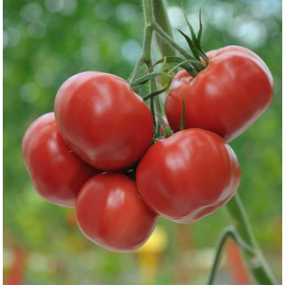 Красные томаты сорта Самурай на ветке