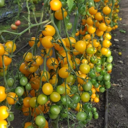 Дозрілі та недозрілі жовті помідори на гілках - САНА