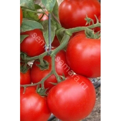 Красные томаты сорта Семьёвская самара на ветке - Сандра F1