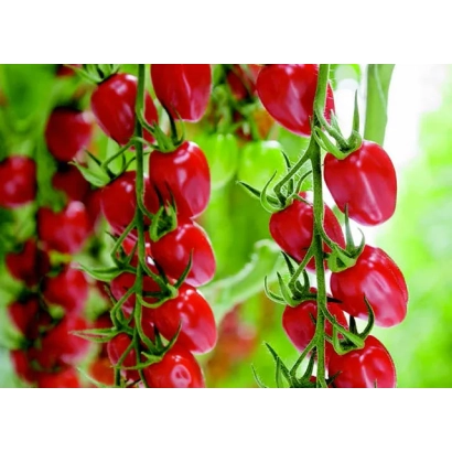 Красные помидоры Санстрим Элон на ветвях на зеленом фоне