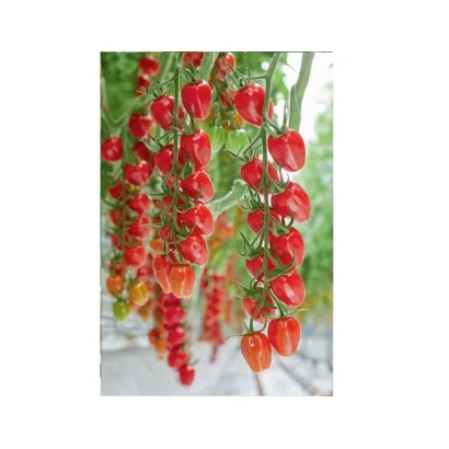 Fresh red tomatoes of the SANS TRIM CASE variety on vines