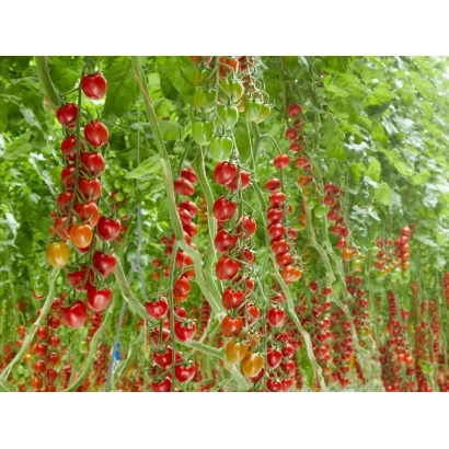 Червоні помідори сорту САНСТРИМ ЛАУ на гілках у теплиці