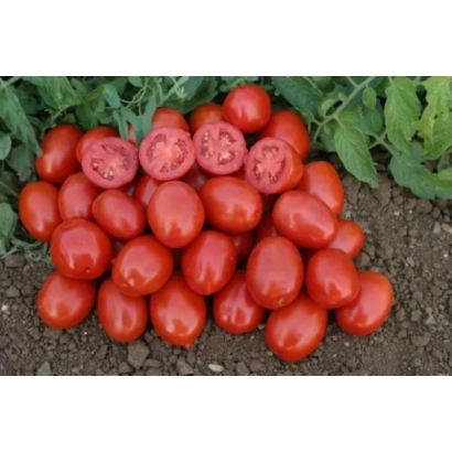 Куча красных томатов на земле - САНТЕСТИ