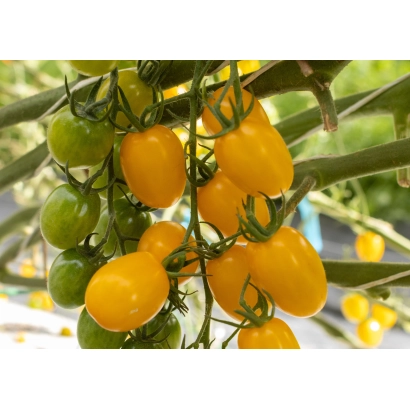 Желтые томаты на ветке - САНТИ ЙЕЛЛОУ