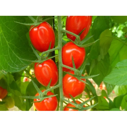 Свежие красные томаты сорта САНТИПЛАМ на ветке