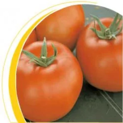 Томаты сорта Сапир F1 на темном фоне