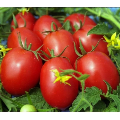 Красные томаты на ветвях с зелеными листьями и желтыми цветами - ШАРАДА