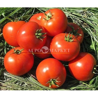 Red tomatoes variety SARGAS on green background