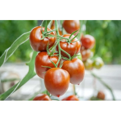 Сочные красные томаты на ветке - Сармат