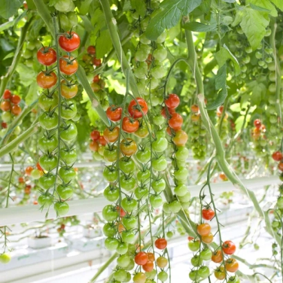 Томаты на кустах в теплице - Сассари