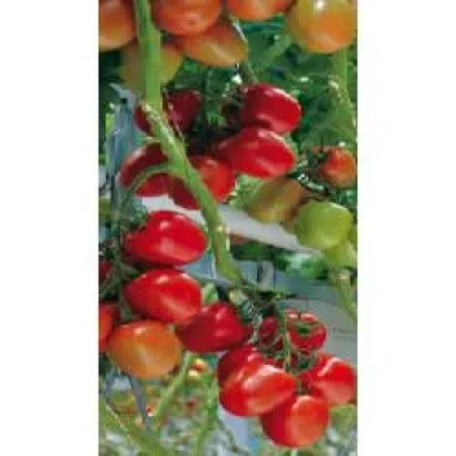 Clusters of red and green tomatoes on vines - Savantas F1